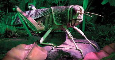 The World of Giant Insects Exhibit at NC Arboretum