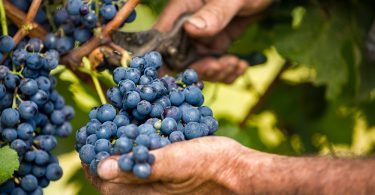 What Makes a Winemaker