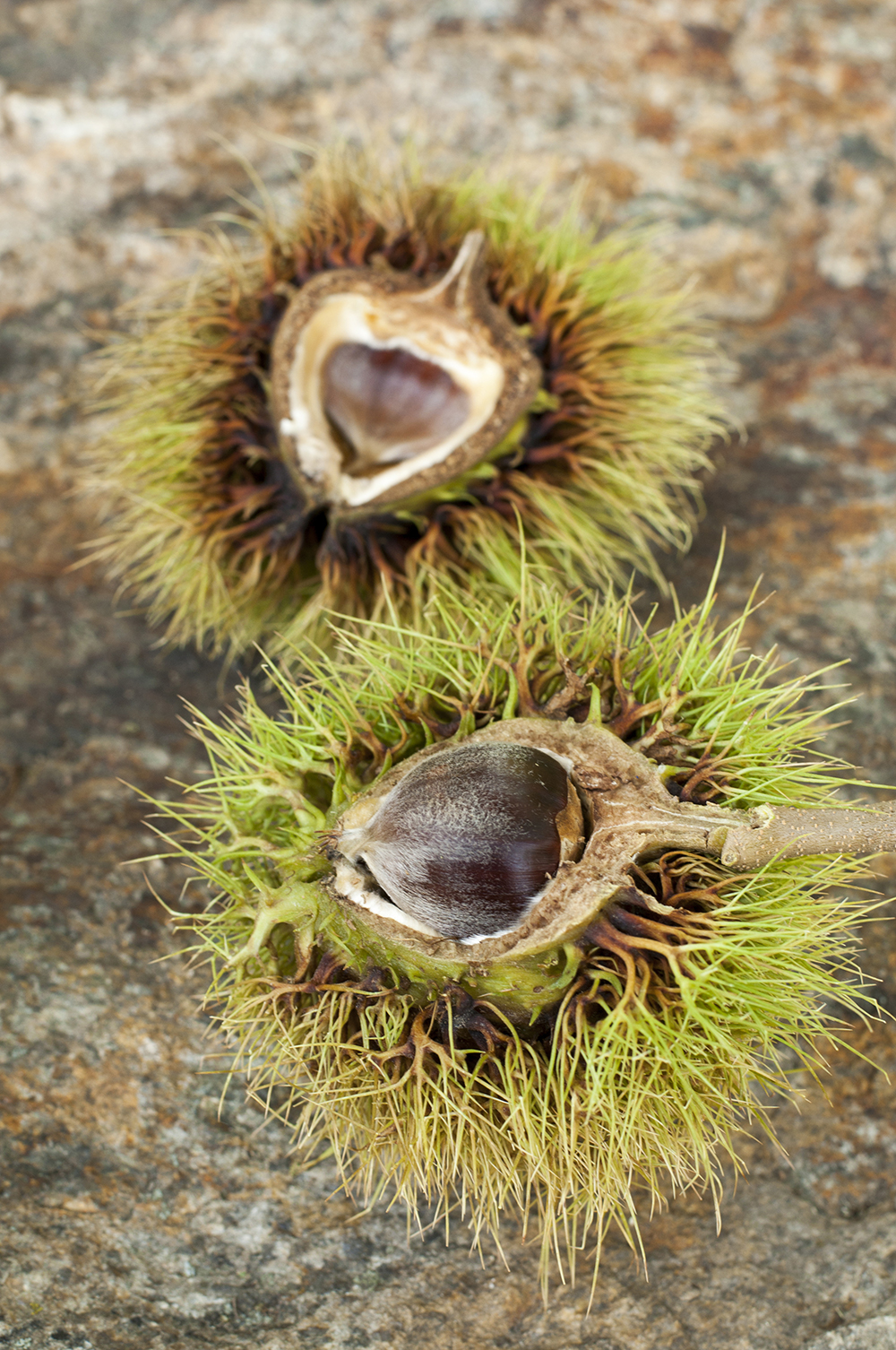 Chestnut Restoration Celebration