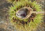 Chestnut Restoration Celebration