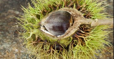 Chestnut Restoration Celebration