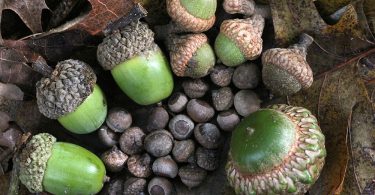 Acorns