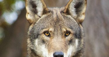Red Wolf Conservation