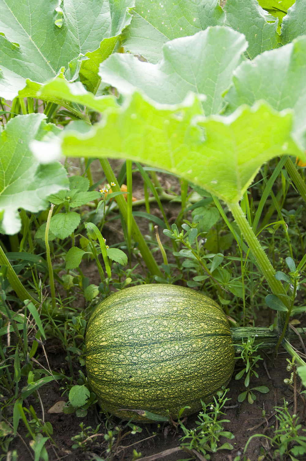 A Farm for Asheville Breweries