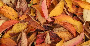 Autumn Leaves and Conservation