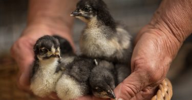 Slow-growing, Standard-bred Poultry