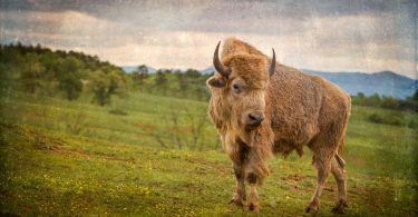Bison and Camel Meat
