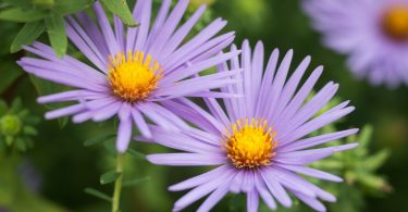 Planting for Pollinators