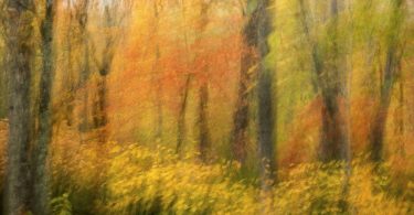 Photography of Susanna Euston