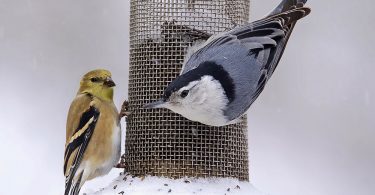 The Philosophy of Feeding Birds