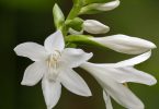 Tech Tips From Nature Photographers