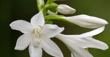 Tech Tips From Nature Photographers