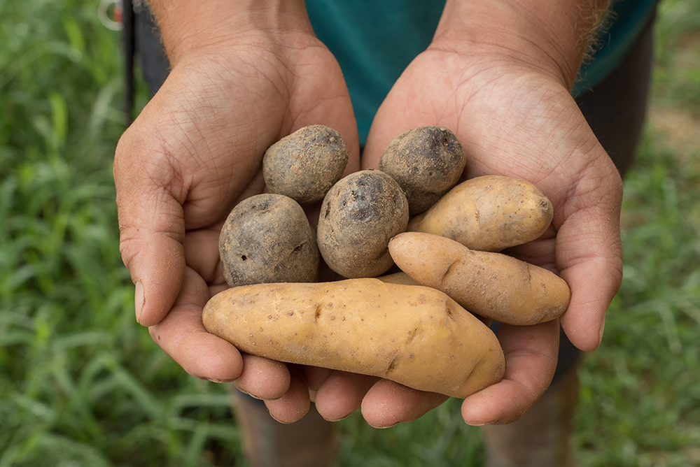 Agrihoods in Asheville