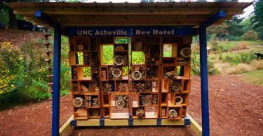UNCA’s Bee Hotel