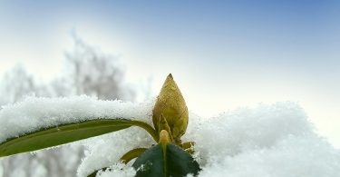 Compleat Naturalist: Tree Buds