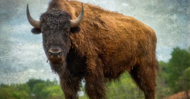 Ancient Road Infrastructure Created by Bison