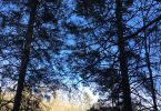 Eastern and Carolina Hemlock Conservation