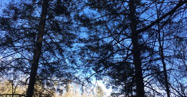 Eastern and Carolina Hemlock Conservation