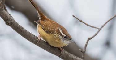 Bird Songs of Western North Carolina