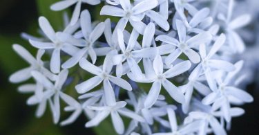 In Bloom: Blue Star