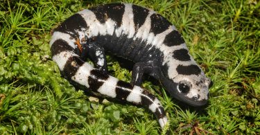 Discovering New Species in the Great Smoky Mountains