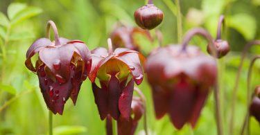 Taking Care of Our Rare and Fragile Mountain Bogs