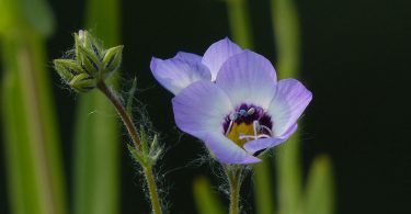 Jacob's Ladder in Bloom