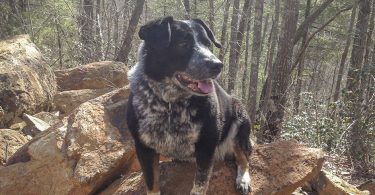 Outdoors: Hiking with Hounds