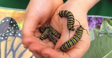 Bee City USA Pollination Celebration