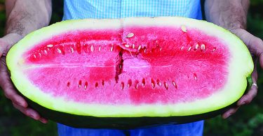 The Bradford Watermelon