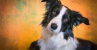 Three Animal Photographers Talk about Pets and Wildlife