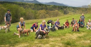 Brother Wolf Animal Rescue