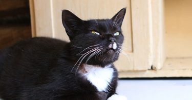 Mary Paws Matches Rescued Cats with People