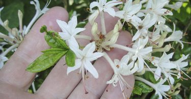 Decoding our Native Azaleas