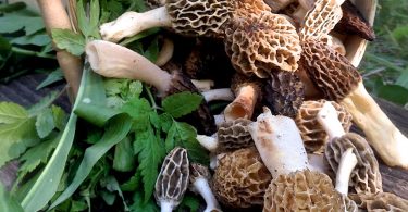 Holistic Health: On the Wild Side