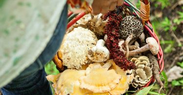 Fungi Foraging & Home Cultivation