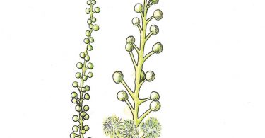 In Bloom: Black Cohosh