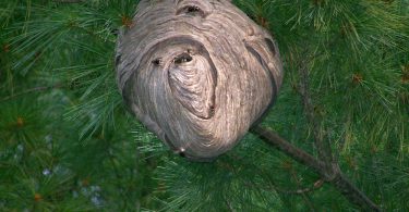 The Architects of Intricate Nests