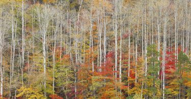 Carolina Artists at Silver Fox Gallery