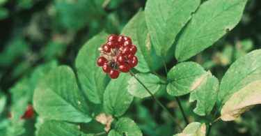 Digital Heritage Moment: Ginseng