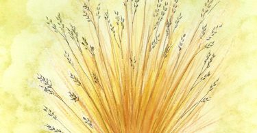 In Bloom: Prairie Dropseed