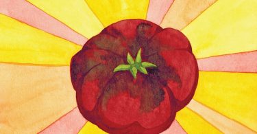 The Cherokee Purple Heirloom Tomato