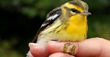 Outdoors: Big Bald Banding Station