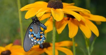 Plant Trees and Shrubs This Fall to Support Pollinators Year-round