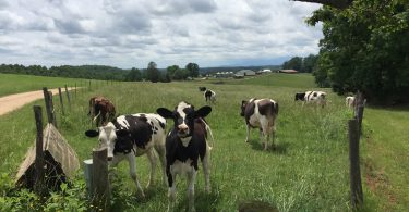 Fairview's Looking Glass Creamery Purchases Harmon Dairy