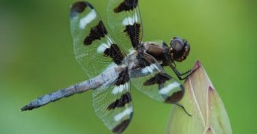 Dragonflies: Fascinating Jewels on the Wing