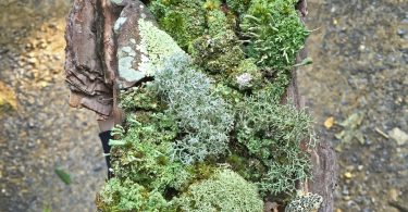 Compleat Naturalist: Lichens—Colorful and Fascinating