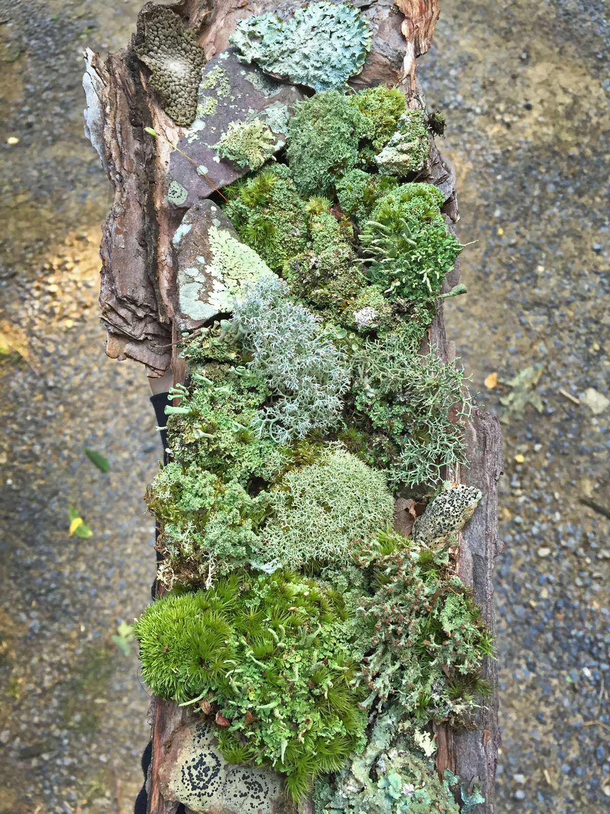Compleat Naturalist: Lichens—Colorful and Fascinating