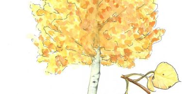 In Bloom: Quaking Aspen