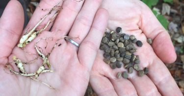 Appalachian Herbalist School Takes Root in East Tennessee